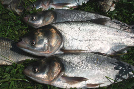 Fished for fish on a grassの写真素材