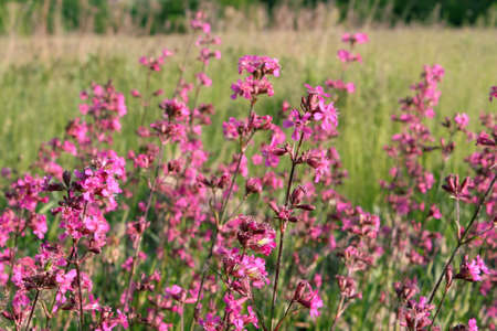 Field flowersの写真素材