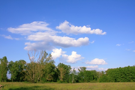 Forest gladeの写真素材