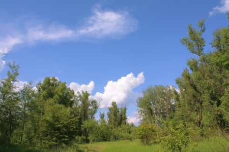 Forest gladeの写真素材