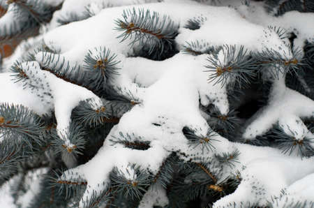 Branches of fir-tree in to snowの写真素材