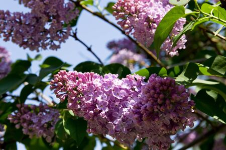 Lilac flowering の写真素材