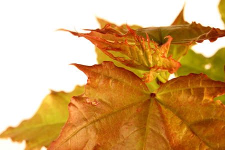 Leaves of mapleの写真素材