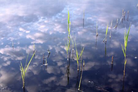 Reflection of reedの写真素材