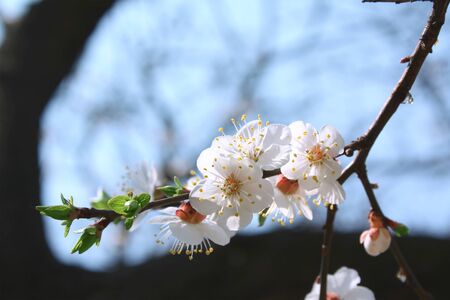 Flowering apricotの写真素材