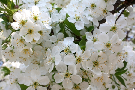 Flowering cherryの写真素材