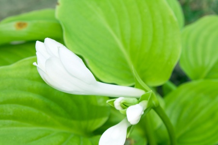 White floweretの写真素材