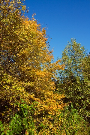 Gold autumnの写真素材