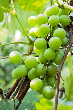 Cluster of vineの写真素材