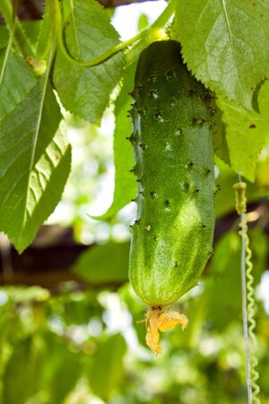 Green cucumberの写真素材