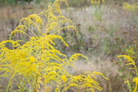 Yellow field flowersの写真素材