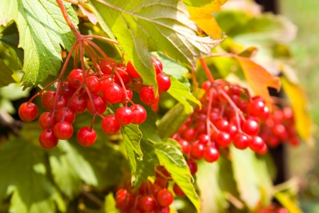 Viburnum redの写真素材