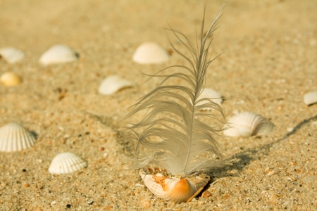 Sail cockleshellの写真素材