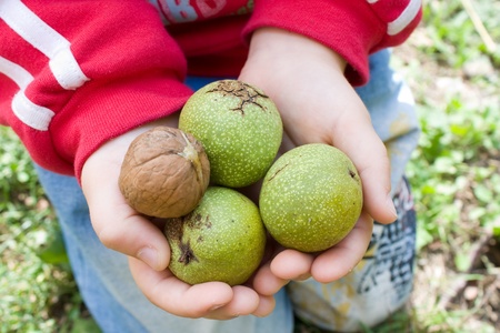 Walnuts in palmsの写真素材