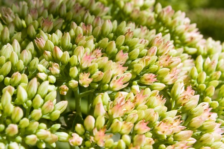 Background from small floweretsの写真素材