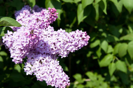 Lilac floweringの写真素材