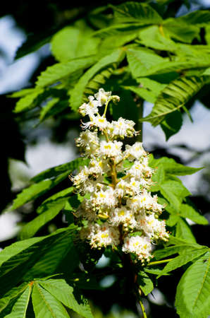 Chestnut flowers on a background green leavesの写真素材