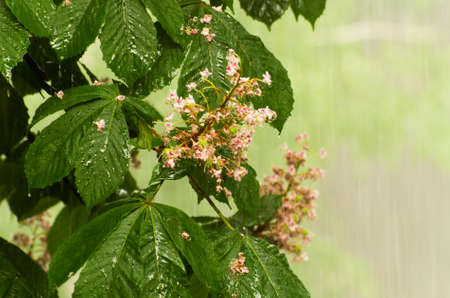 Chestnut in the pouring rain