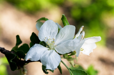 Flowering apple-treeの写真素材