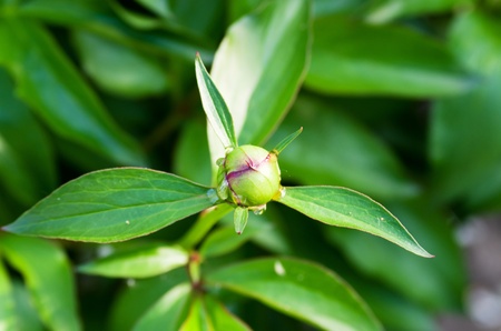 Unopening up bud of flower on a background green leavesの写真素材