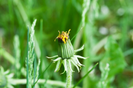 Dandelion is closed on a background a grassの写真素材