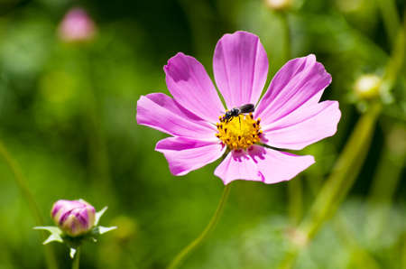 Flowering kosmeyaの写真素材