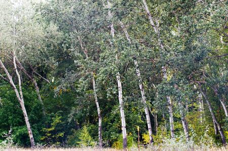 The trunks of poplar light colorの写真素材