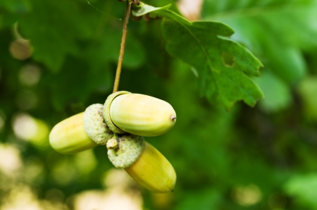 Acorns among green leavesの写真素材