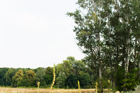 Edge of a forestの写真素材