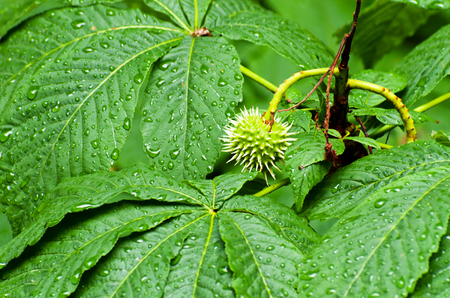 Seed of chestnut among leavesの写真素材