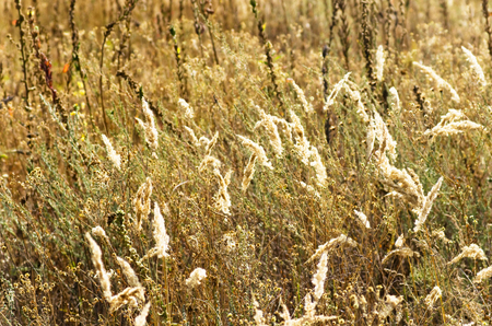 Grass is dry on the autumn fieldの写真素材