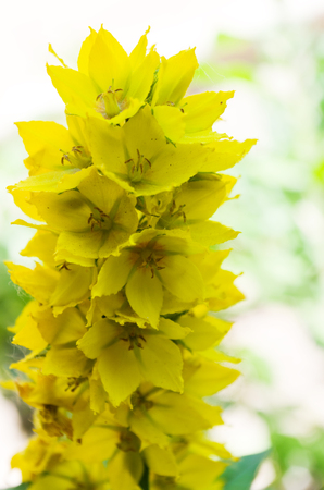 Lysimachia