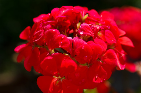 Flowering geraniumの写真素材