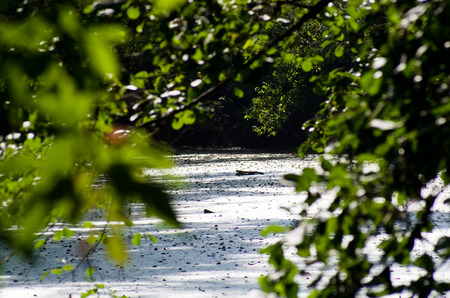 Landscape of bogの写真素材