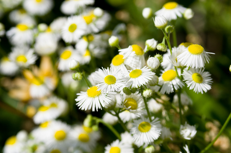 Flower the fieldの写真素材