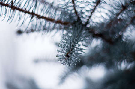 Sprig of firの写真素材