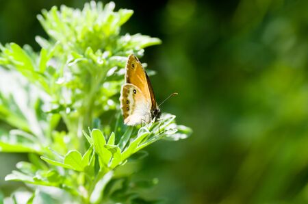 Butterfly little on the green grassの写真素材