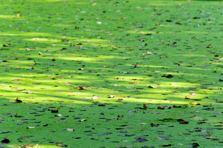 Duckweed on surface water in autumnの写真素材