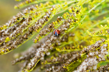 One ladybug on yellow flowersの写真素材