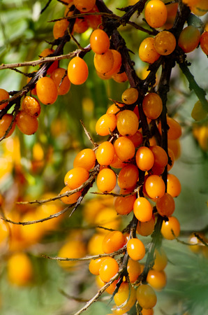 Sea-buckthornの写真素材