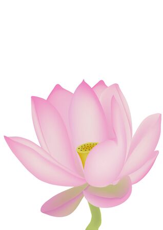 Lotus isolated on a white backgroundのイラスト素材