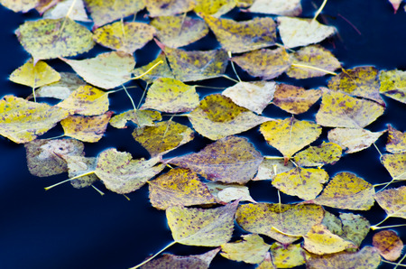 Autumn leaves on the dark waterの写真素材