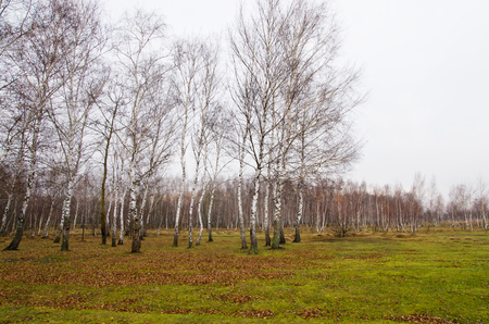 Landscape birch grove in late autumnの写真素材