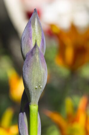Two closed iris flower budの写真素材