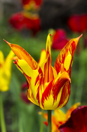 Motley tulip on a background of flowersの写真素材