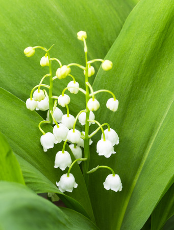 lilies of the valleyの写真素材