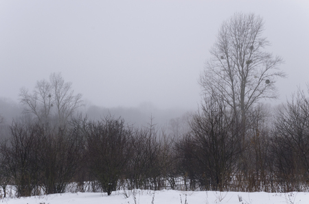 Misty deciduous forest in winterの写真素材