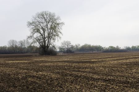 One poplar on a plowed field in the springの写真素材
