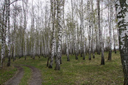 Landscape of a birch grove in the springの写真素材