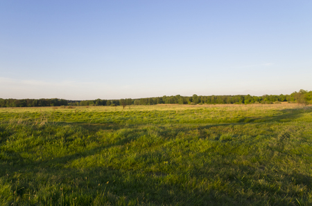 Great meadow of the forest, landscapeの写真素材